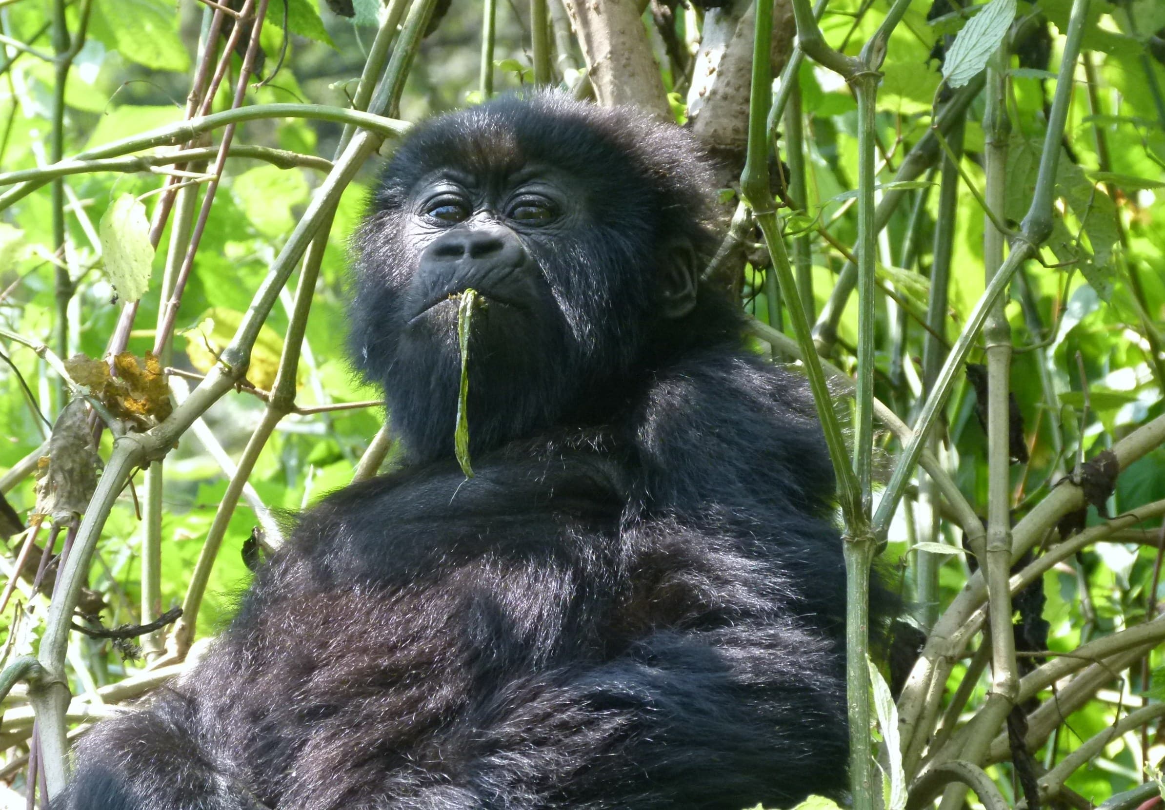 The Gorilla Organization gallery image 3