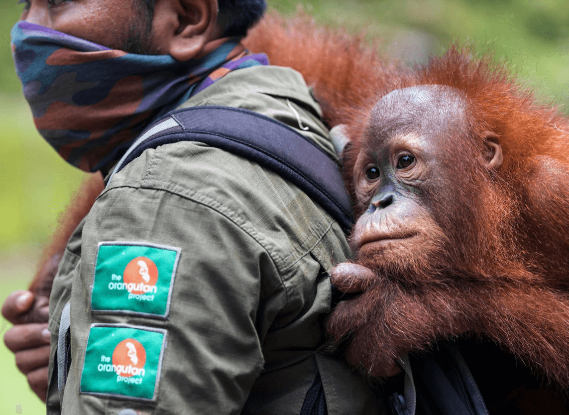 THE ORANGUTAN PROJECT gallery image 1