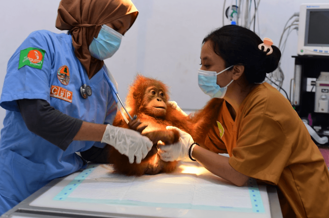 THE ORANGUTAN PROJECT gallery image 3