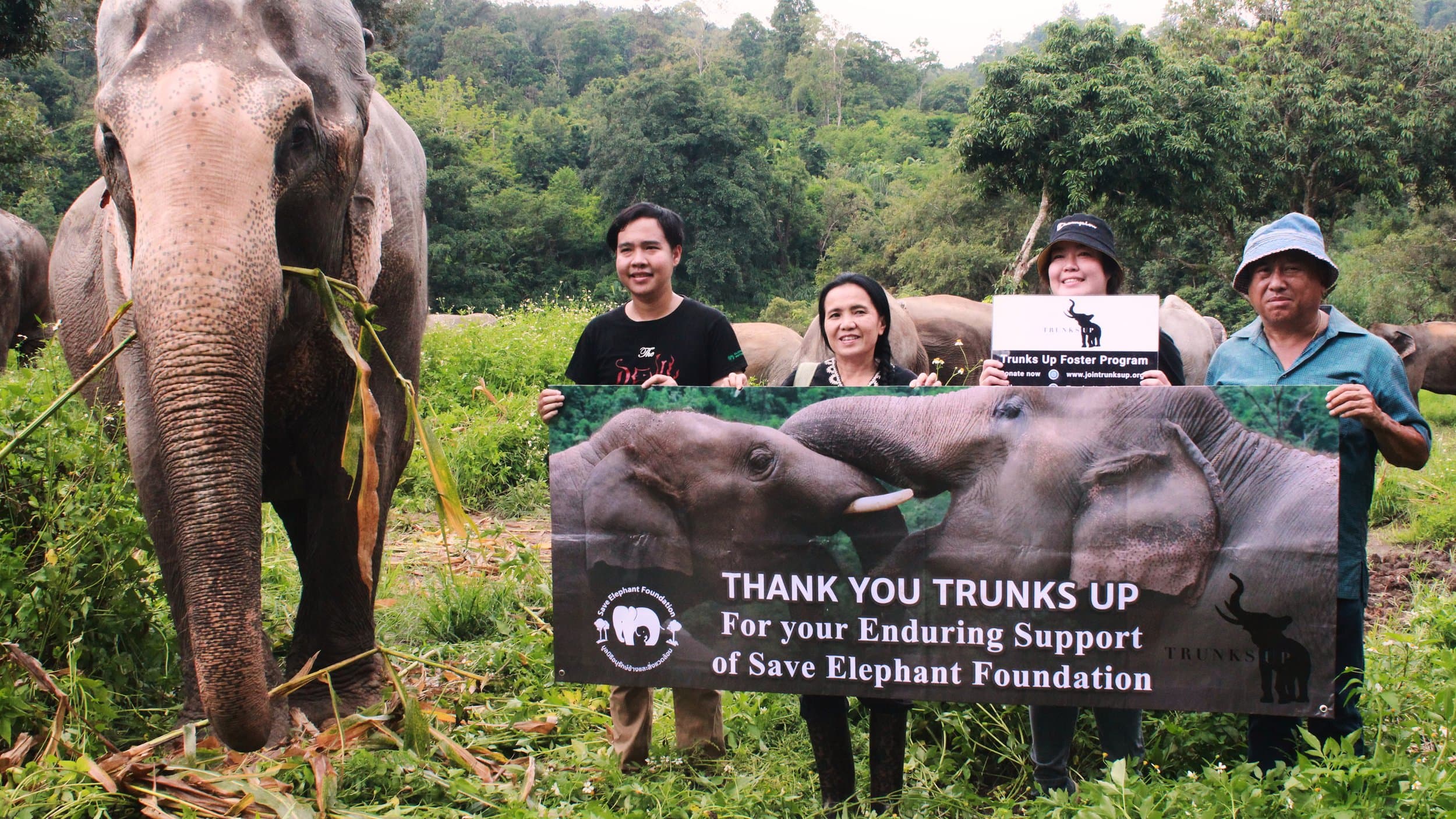 Trunks Up gallery image 1