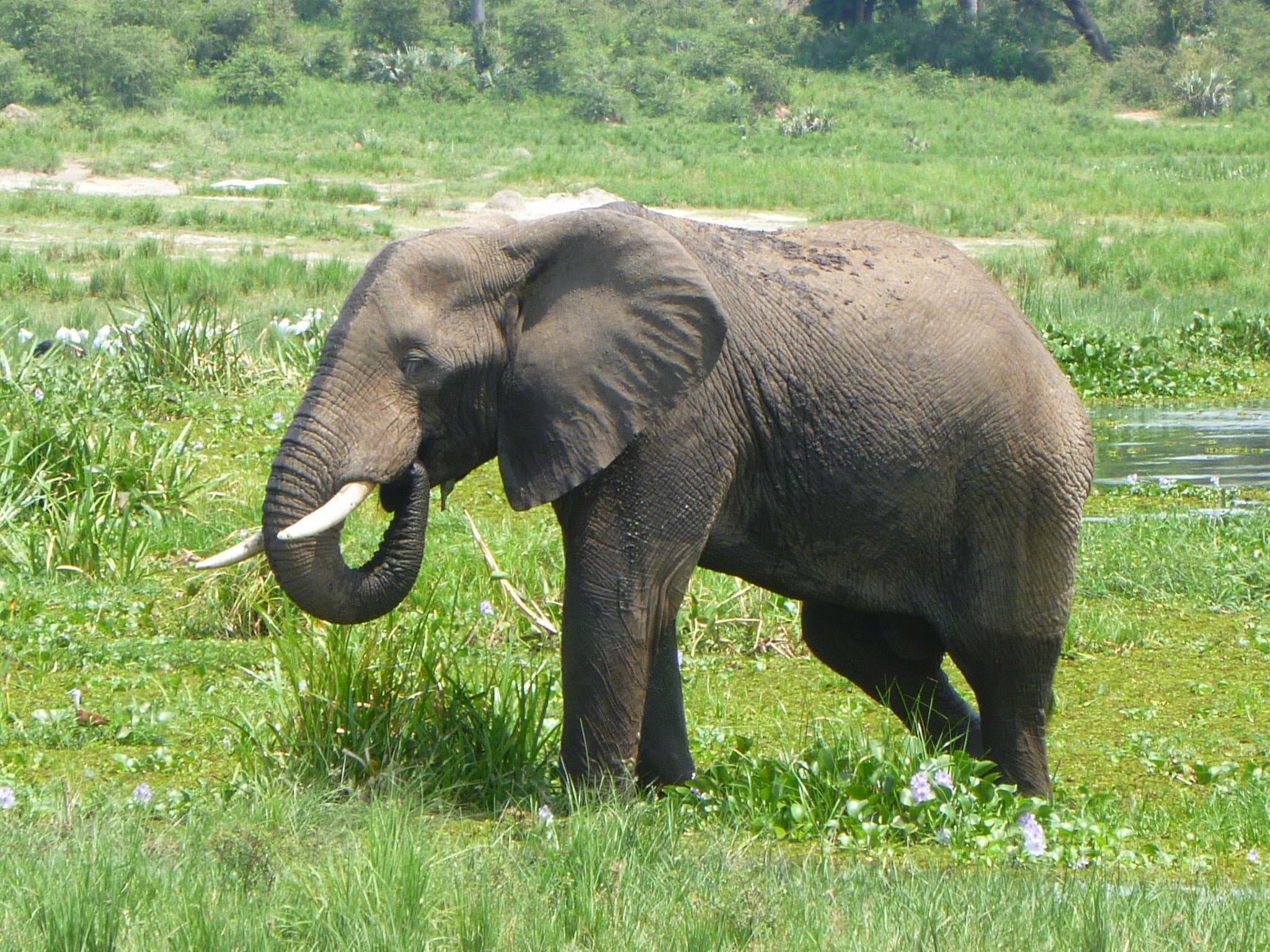 Tusk Trust gallery image 2