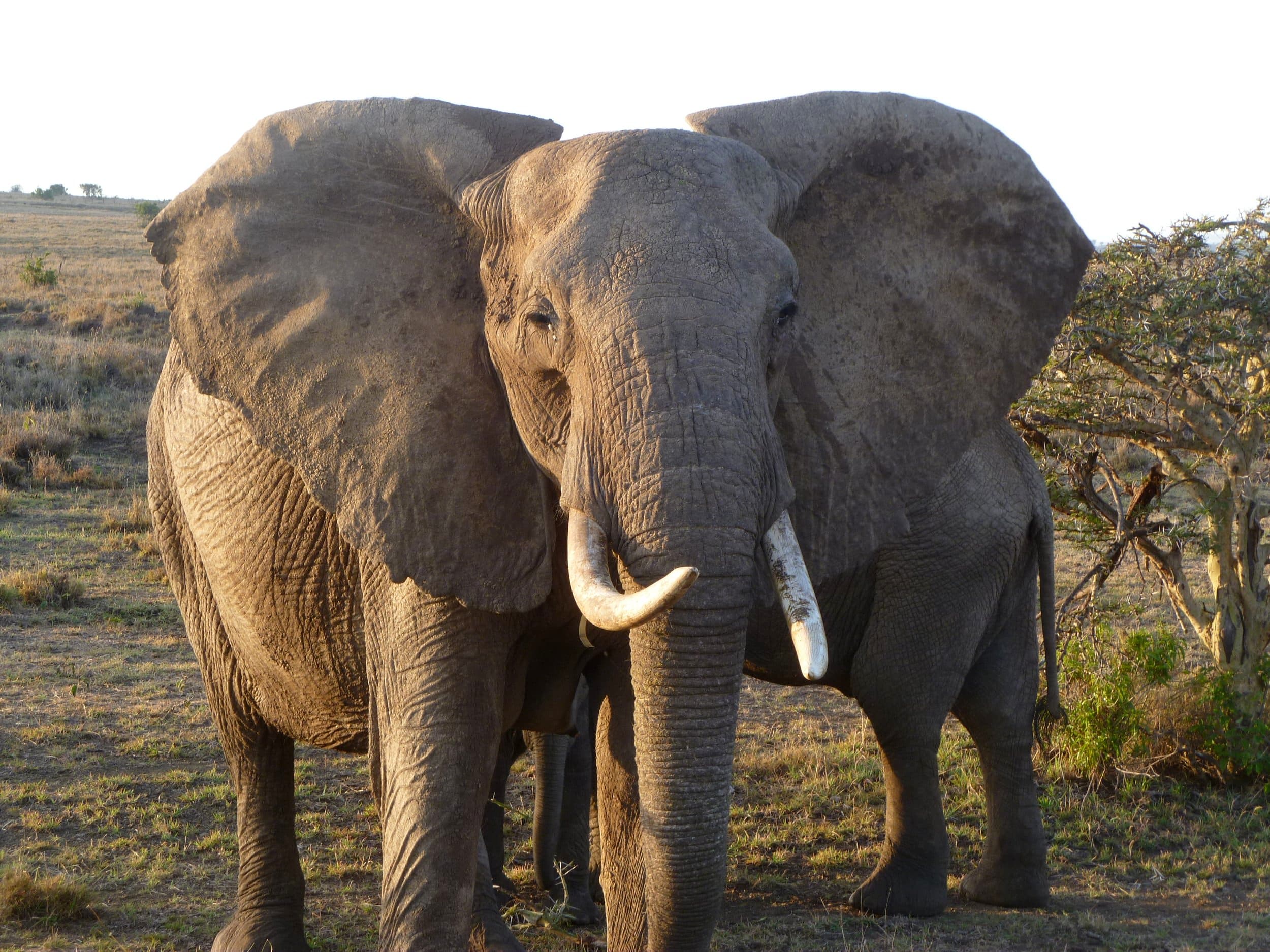 Tusk Trust gallery image 3