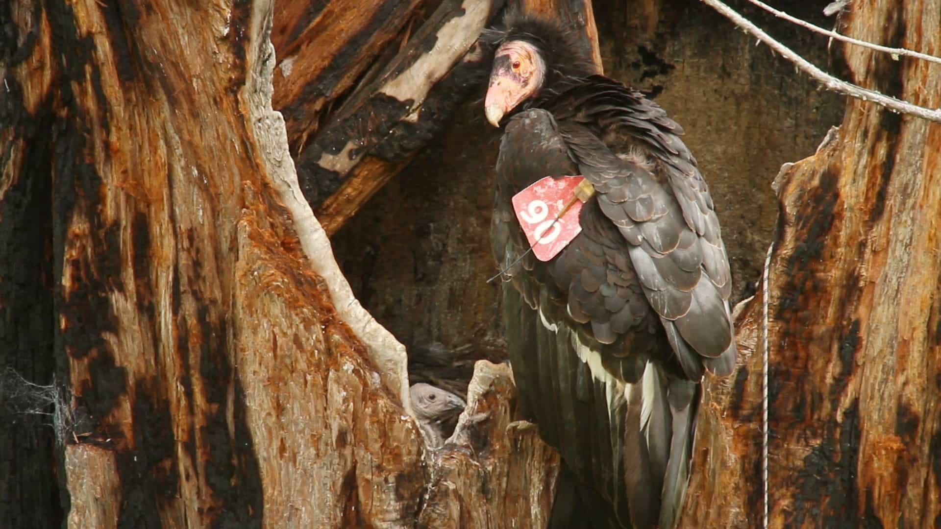 Ventana Wildlife Society gallery image 2