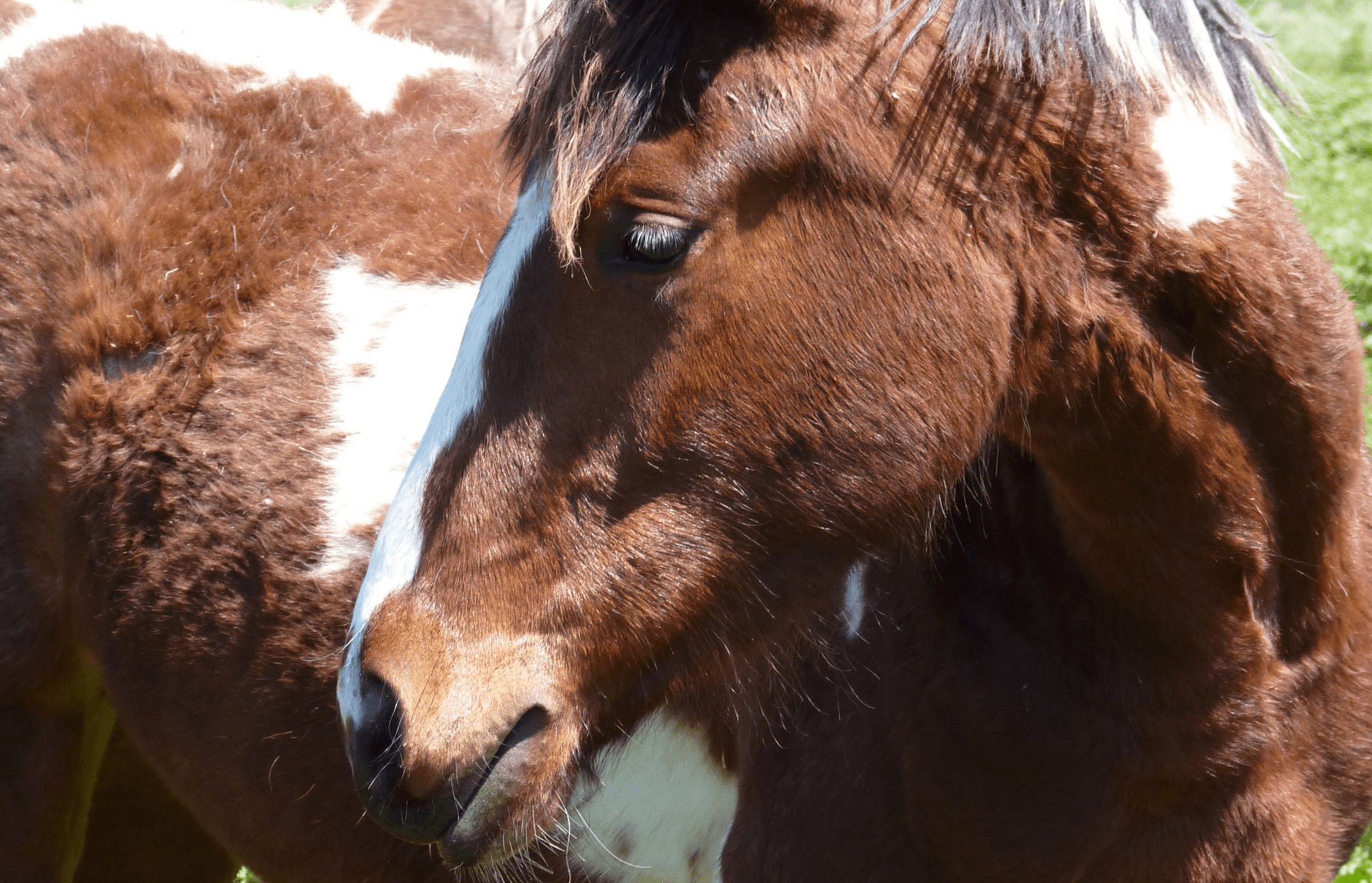 Wild For Life Foundation gallery image 2