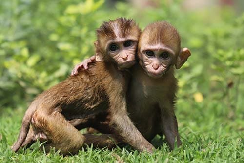 Wildlife SOS gallery image 1