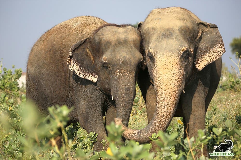 Wildlife SOS gallery image 2