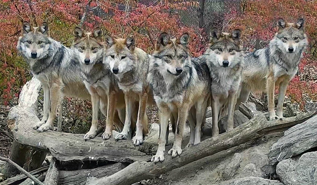 Wolf Conservation Center gallery image 1
