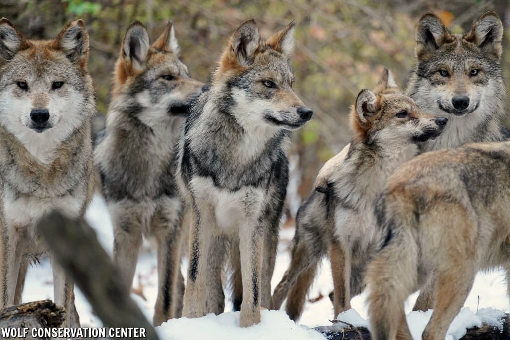 Wolf Conservation Center gallery image 2
