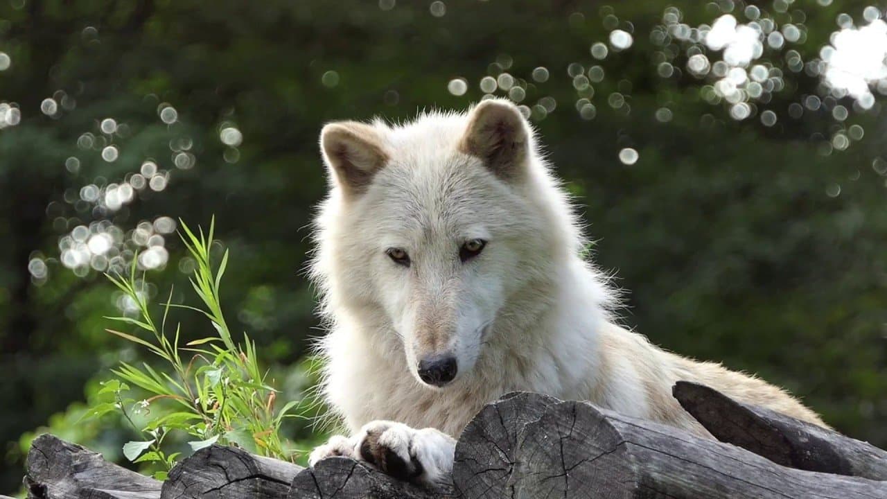 Wolf Conservation Center gallery image 3