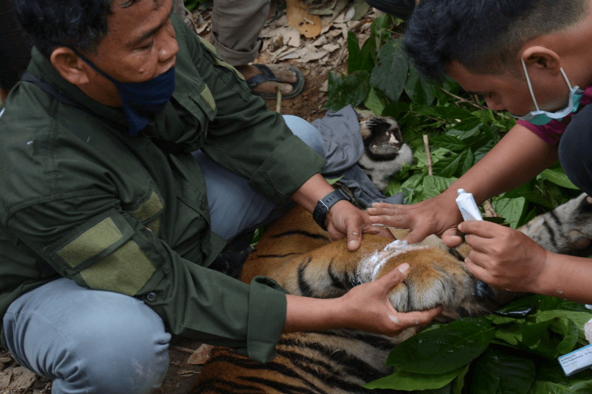 INTERNATIONAL TIGER PROJECT gallery image 1